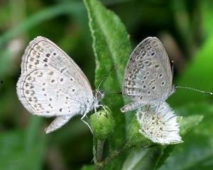 国产采精小蝴蝶,探寻自然之美与科技创新的完美融合  第2张