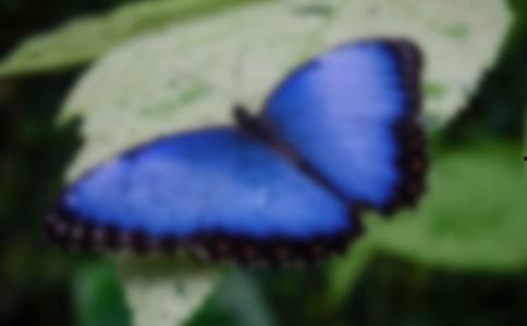 国产采精小蝴蝶,探寻自然之美与科技创新的完美融合  第3张