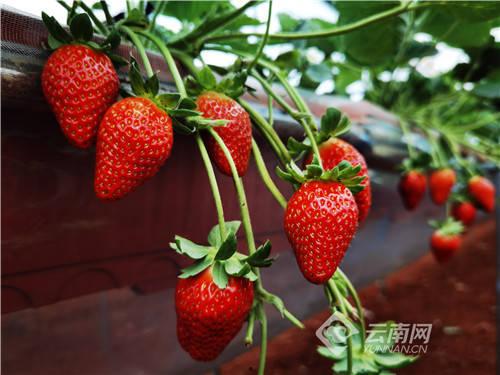 水莓100国产免费,国产手机新势力崛起  第2张