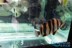 国产四虎精  第3张