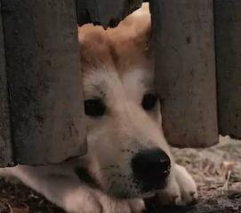 假如狗会说话娱乐吃瓜酱,娱乐吃瓜酱带你领略狗狗界的趣味日常