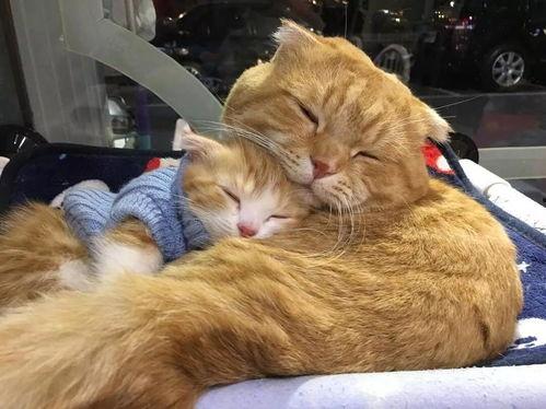 娱乐吃瓜酱猫妈妈,揭秘娱乐圈背后的温馨故事